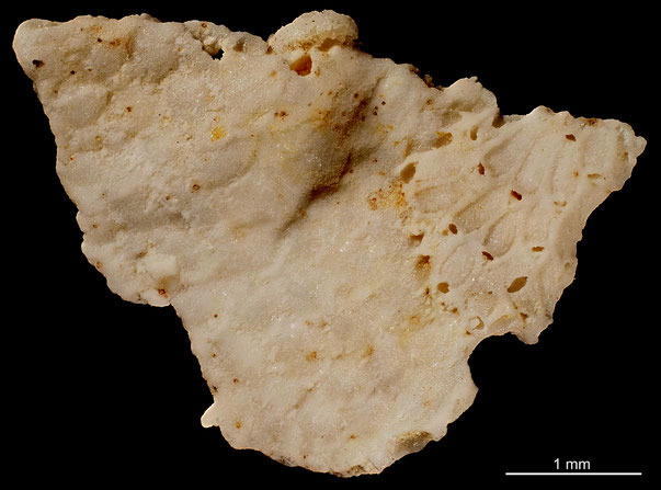 Senckenberg, Bryozoa, Bryozoen, Moostierchen, Sammlung Voigt