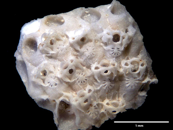 Bryozoa Art: Tricephalopora triceps (Marsson 1887) aus Bryozoen Sammlung Senckenberg Frankfurt