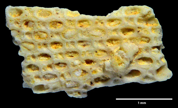 Bild 2 Bryozoa Art: Biflustra tesselata d'Orbigny aus Bryozoen Sammlung Senckenberg Frankfurt