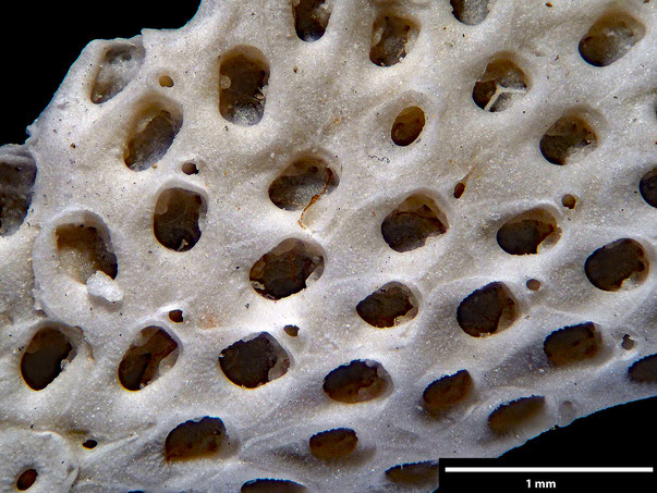 Bryozoa Art: Membranipora elegans von Hagenow aus Bryozoen Sammlung Senckenberg Frankfurt
