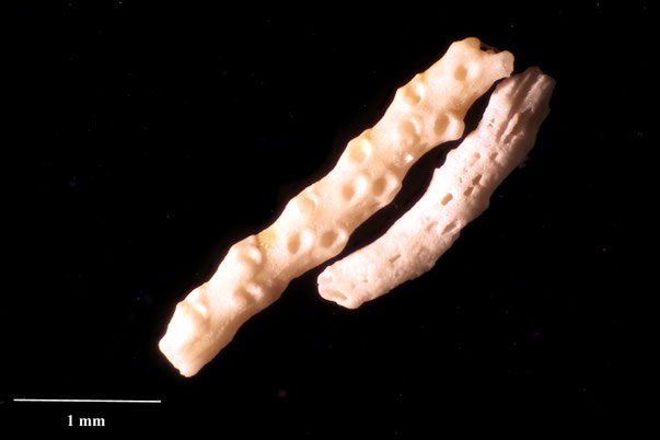 Bryozoa Art: Nevianipora subgracilis (d'Orbigny 1850) aus Bryozoen Sammlung Senckenberg Frankfurt,  CC BY:  Dr. Rainer Teubner