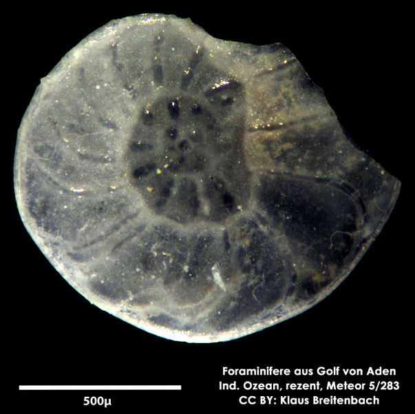 Ammonia sp. Brünnich, 1771, Foraminifere, Foraminifera, Bryozoa, Senckenberg, Golf von Aden, Meteor
