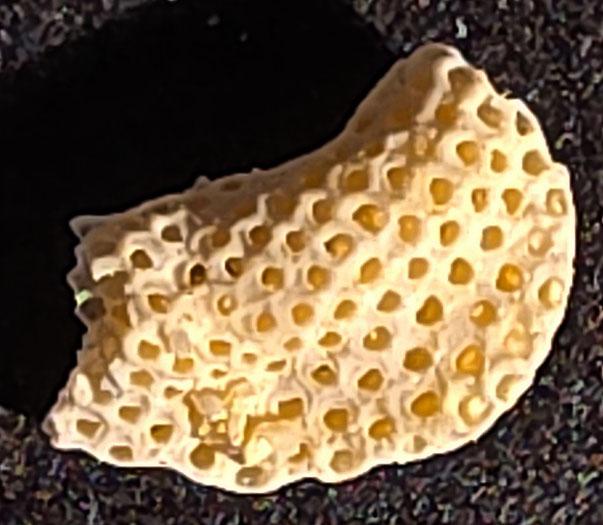 Bryozoa Art: Onychocella propinqua (von Hagenow 1851) aus Bryozoen Sammlung Senckenberg Frankfurt