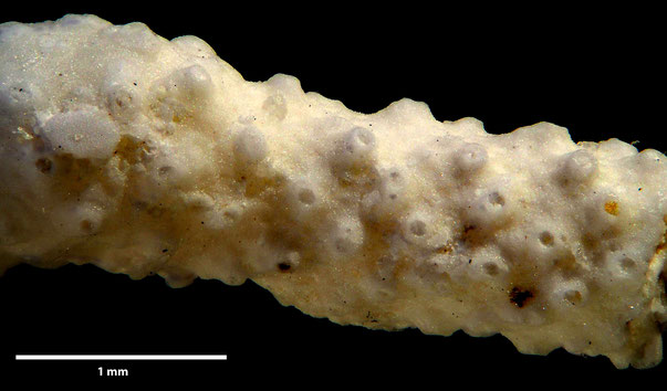 Bryozoa Art: Cavarinella ramosa (von Hagenow 1851) aus Bryozoen Sammlung Senckenberg Frankfurt