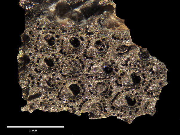 Bryozoa Art: Escharifora ignabergonsis Henning aus Bryozoen Sammlung Senckenberg Frankfurt