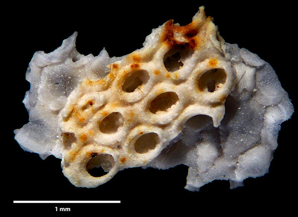 Bryozoa Art: Membranipora securigera Levinsen 1925 aus Bryozoen Sammlung Senckenberg Frankfurt