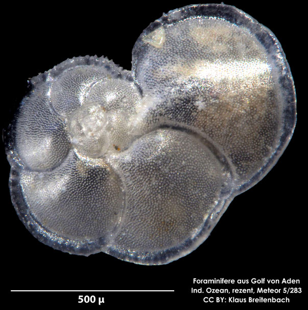 cf. Globorotalia Cushman, 1927; Foraminifere, Foraminifera, Bryozoa, Senckenberg, Golf von Aden, Meteor