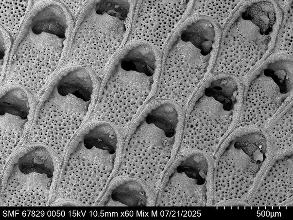 Bryozoa Art: Labioporella crenulata (Levinsen 1909) aus Bryozoen Sammlung Senckenberg Frankfurt,  CC BY: Louisa Preuss