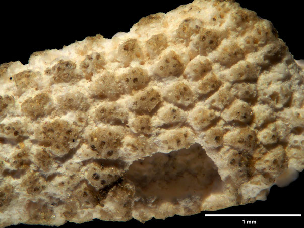 Bryozoa Art: Porina subvalligera Brydone 1930 aus Bryozoen Sammlung Senckenberg Frankfurt