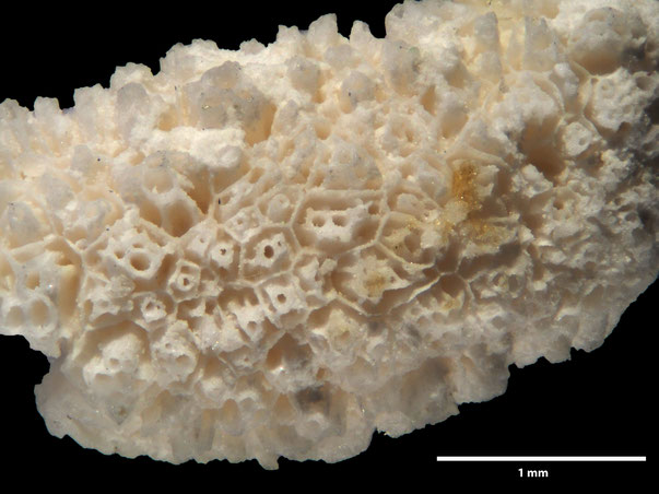 Bryozoa Art: Porina subvalligera Brydone 1930 aus Bryozoen Sammlung Senckenberg Frankfurt