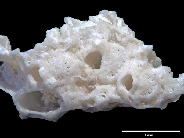 Senckenberg, Bryozoa, Bryozoen, Moostierchen, Sammlung Voigt