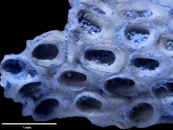 Bryozoa Art: Membranipora declivis Marsson 1887 aus Bryozoen Sammlung Senckenberg Frankfurt