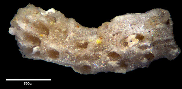 Bryozoa Art: Mecynoecia montensis (Meunier & Pergens 1886) aus Bryozoen Sammlung Senckenberg Frankfurt,  