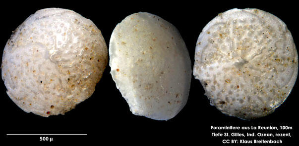 Foraminifere: Art: Amphistegina lobifera Larsen 1976, rezent, Reunion, Ind. Ozean