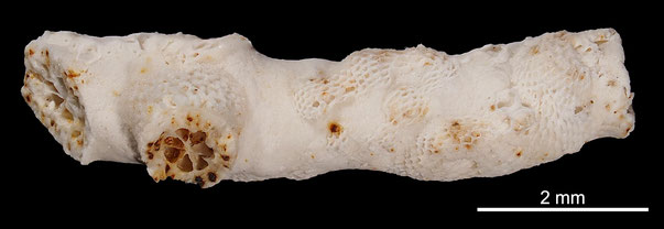 Bryozoa Art: Idmonea parasitica von Hagenow aus Bryozoen Sammlung Senckenberg Frankfurt,  CC BY: Michael Sondermann