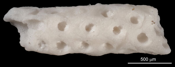 Senckenberg, Bryozoa, Bryozoen, Moostierchen, Sammlung Voigt