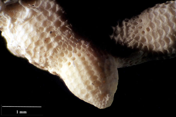 Bryozoa Art: Ceriopora articulata von Hagenow aus Bryozoen Sammlung Senckenberg Frankfurt,  CC BY:  Dr. Rainer Teubner