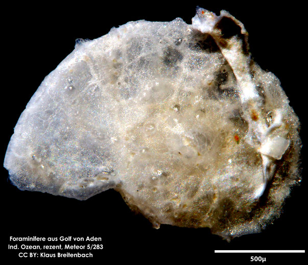 Foraminifere sp.; Foraminifere, Foraminifera, Bryozoa, Senckenberg, Golf von Aden, Meteor