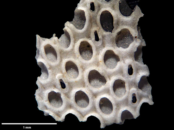 Bryozoa Art: Membranipora calceolus Levinsen 1925 aus Bryozoen Sammlung Senckenberg Frankfurt