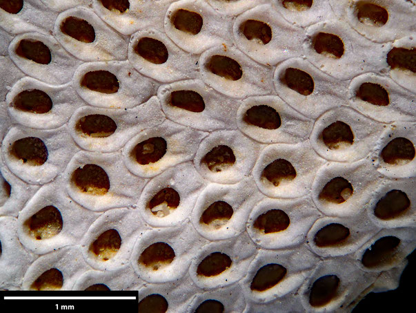 Bryozoa Art: Membranipora plicatella Brydone 1913 aus Bryozoen Sammlung Senckenberg Frankfurt