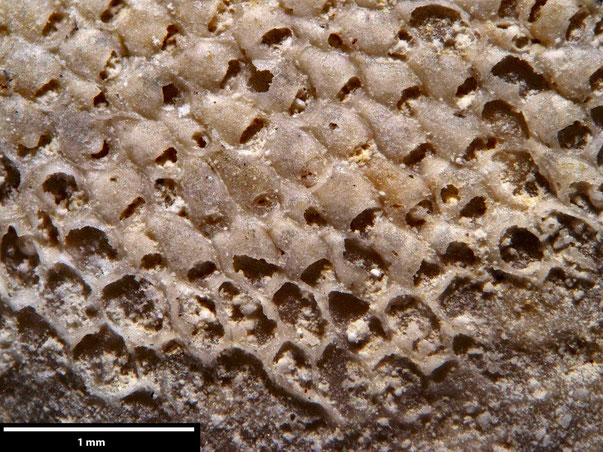 Bryozoa Art: Onychocella normani (Pergens) aus Bryozoen Sammlung Senckenberg Frankfurt