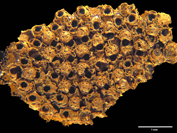 Bryozoa Art: Eschara ichnoidea von Hagenow aus Bryozoen Sammlung Senckenberg Frankfurt,  
