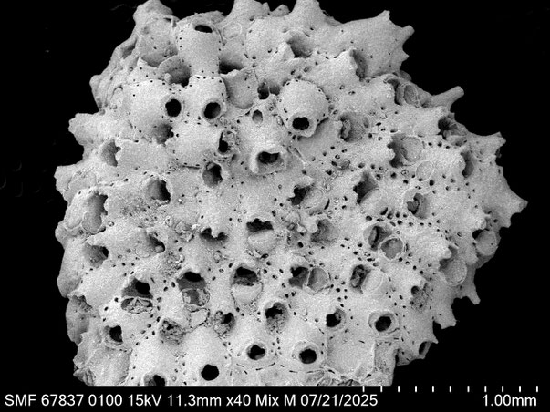 Bryozoa Art: Rhynchozoon meteori Martha & Scholz 2025 aus Bryozoen Sammlung Senckenberg Frankfurt,  CC BY: Louisa Preuss