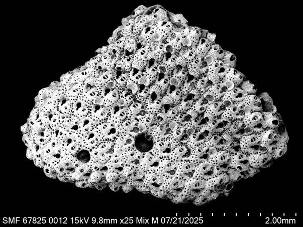 Bryozoa Art: Characodoma protrusum (Thornely 1905) aus Bryozoen Sammlung Senckenberg Frankfurt,  CC BY: Louisa Preuss