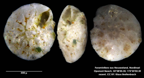 Foraminifere: Art: Ammonia parkinsoniana (d'Orbigny, 1839) rezent, Opononi Beach New Zealand