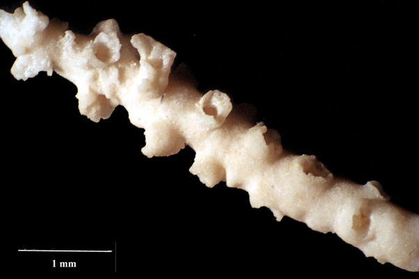 Bryozoa Art: Pachythecella lundgreni Pergens & Meunier 1886 aus Bryozoen Sammlung Senckenberg Frankfurt,  CC BY:  Dr. Rainer Teubner