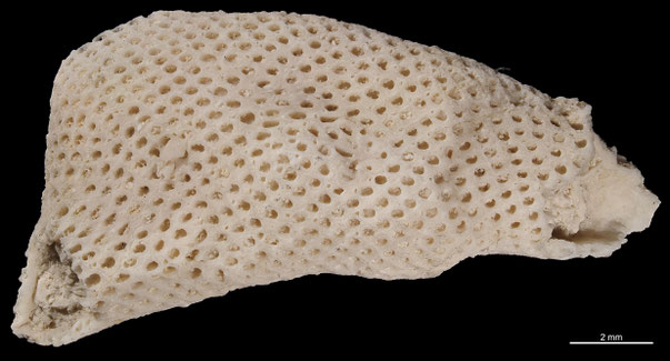Bryozoa Art: Amphiblestrella elegans (von Hagenow 1851) aus Bryozoen Sammlung Senckenberg Frankfurt, CC BY: Michael Sondermann