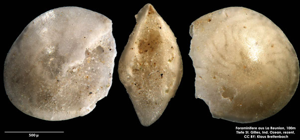 Foraminifere: Gattung: Amphistegina sp d'Orbigny, 1826, rezent, Reunion, Ind. Ozean