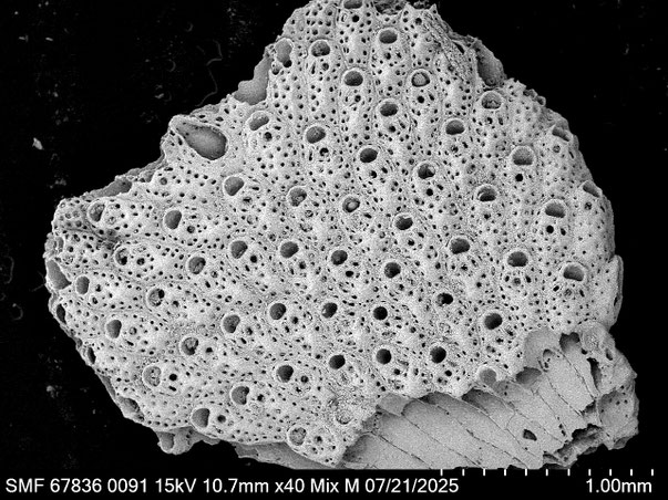 Bryozoa Art: Adeonella haywardii Amui 2005 aus Bryozoen Sammlung Senckenberg Frankfurt,  CC BY: Louisa Preuss