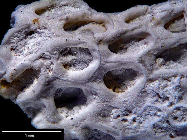 Bryozoa Art: Membranipora declivis Marsson 1887 aus Bryozoen Sammlung Senckenberg Frankfurt