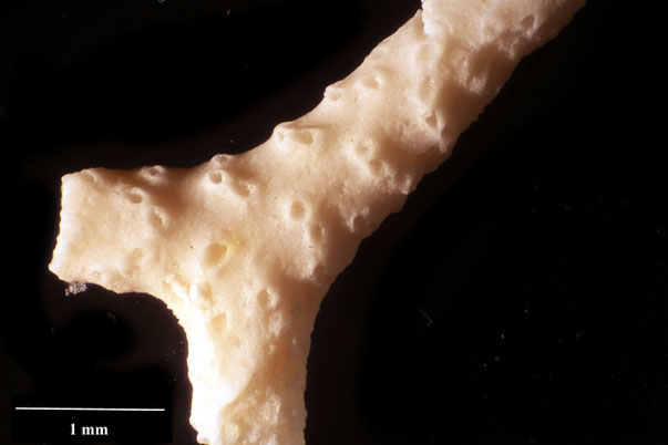Bryozoa Art: Stathmepora ramosa (Levinsen 1925) aus Bryozoen Sammlung Senckenberg Frankfurt,  CC BY:  Dr. Rainer Teubner