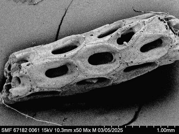 Senckenberg, Bryozoa, Bryozoen, Moostierchen, Sammlung Voigt