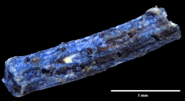 Bryozoa Art: Vincularia sculpta d'Orbigny aus Bryozoen Sammlung Senckenberg Frankfurt,