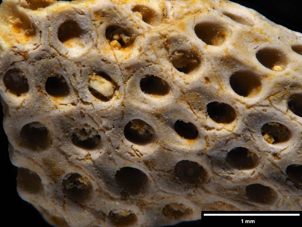 Bryozoa Art: Onychocella cylindrica (von Hagenow 1851) aus Bryozoen Sammlung Senckenberg Frankfurt