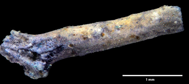 Bryozoa Art: Vincularia sculpta d'Orbigny aus Bryozoen Sammlung Senckenberg Frankfurt,