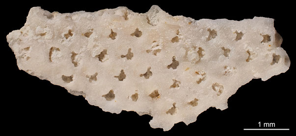 Bryozoa Art: Floridina trifolioides Berthelsen 1962 aus Bryozoen Sammlung Senckenberg Frankfurt,  CC BY: Michael Sondermann
