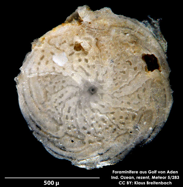 Amphistegina sp. d'Orbigny, 1826; Foraminifere, Foraminifera, Bryozoa, Senckenberg, Golf von Aden, Meteor 