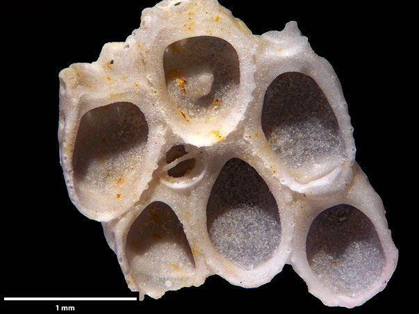 Bryozoa Art: Membranipora declivis Marsson 1887 aus Bryozoen Sammlung Senckenberg Frankfurt