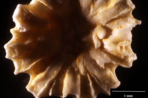 Bild 2 Bryozoa Art: Lateroflustrellaria hexagona d'Orbigny 1852 aus Bryozoen Sammlung Senckenberg Frankfurt,  CC BY:  Dr. Rainer Teubner
