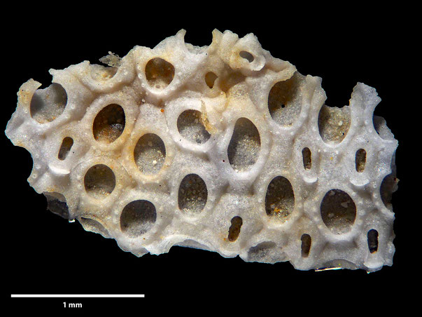 Bryozoa Art: Membranipora calceolus Levinsen 1925 aus Bryozoen Sammlung Senckenberg Frankfurt