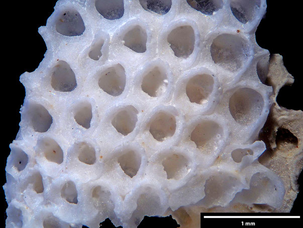 Bryozoa Art: Callopora stefniensis Berthelsen 1962 aus Bryozoen Sammlung Senckenberg Frankfurt