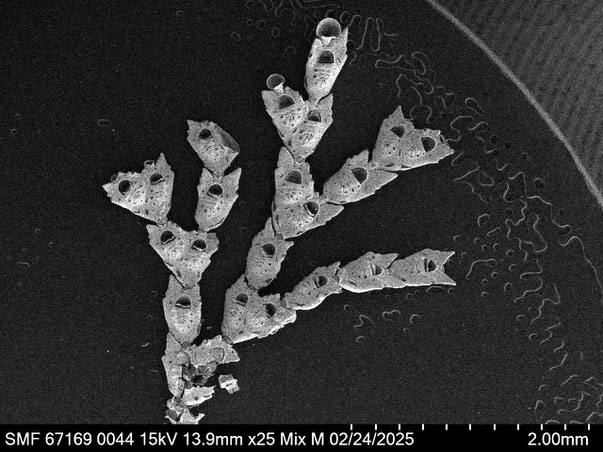 Senckenberg, Bryozoa, Bryozoen, Moostierchen, Sammlung Voigt
