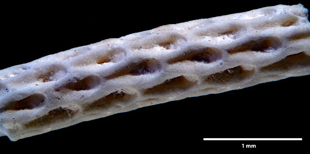 Bryozoa Art: Vincularia enneasticha Quenstedt aus Bryozoen Sammlung Senckenberg Frankfurt