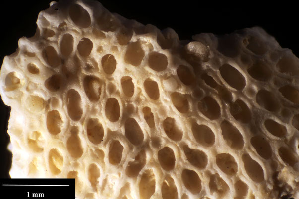 Bryozoa Art: Membranipora sacerdotalis Brydone 1914 aus Bryozoen Sammlung Senckenberg Frankfurt,  CC BY:  Dr. Rainer Teubner