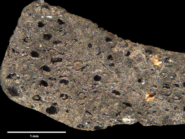 Bryozoa Art: Foricula lorieri d'Orbigny 1853 aus Bryozoen Sammlung Senckenberg Frankfurt