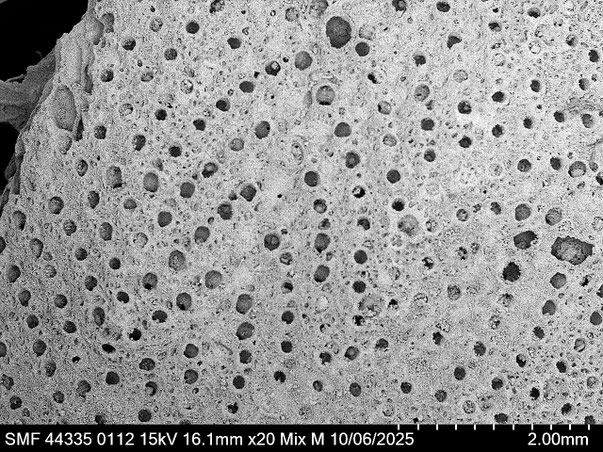 Bryozoa Art: Porina filograna Goldfuß 1826 aus Bryozoen Sammlung Senckenberg Frankfurt